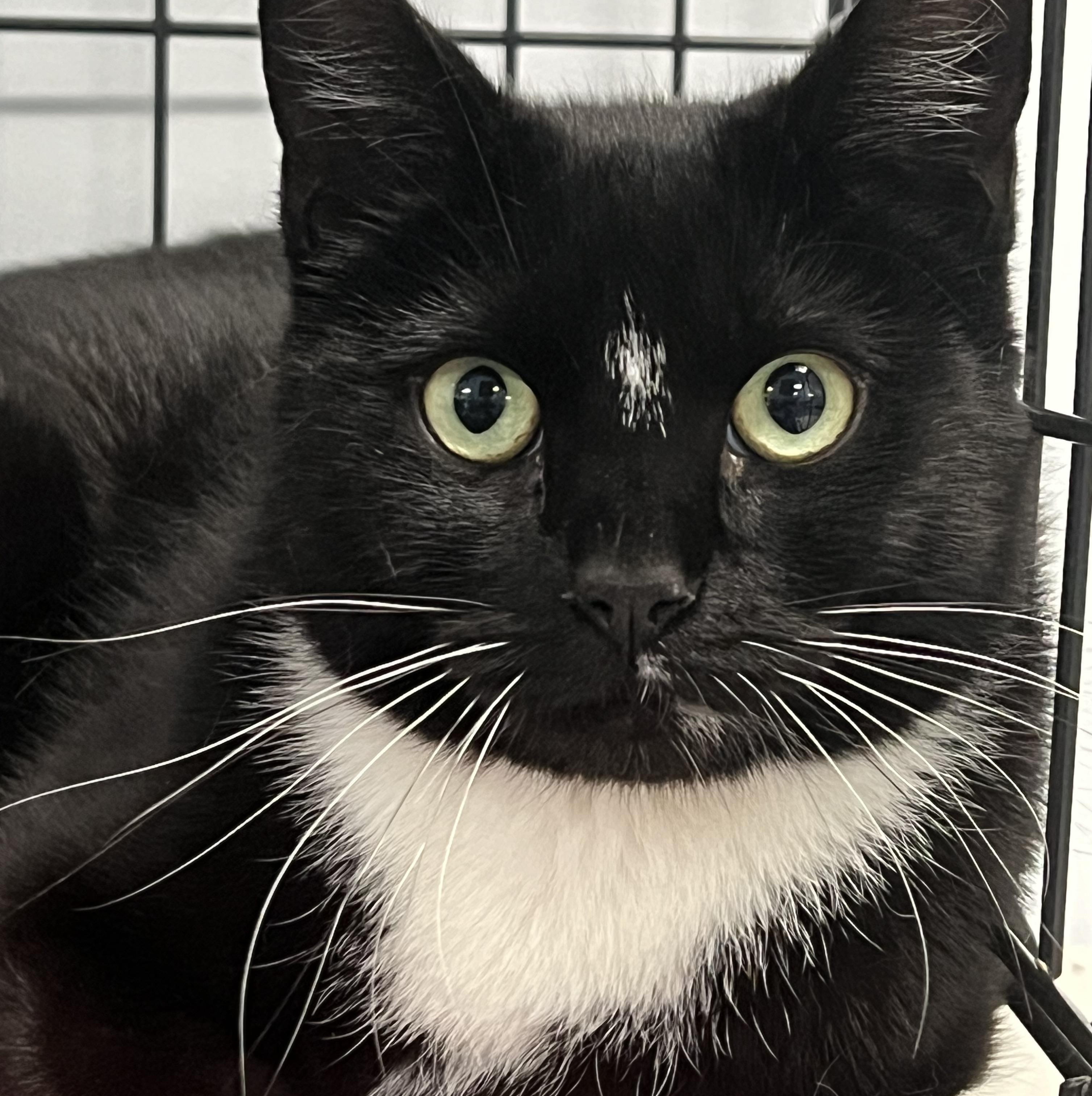 Enlarge Sylvia, a ADOPTABLE Domestic Short Hair in Johnston, RI image 4/6