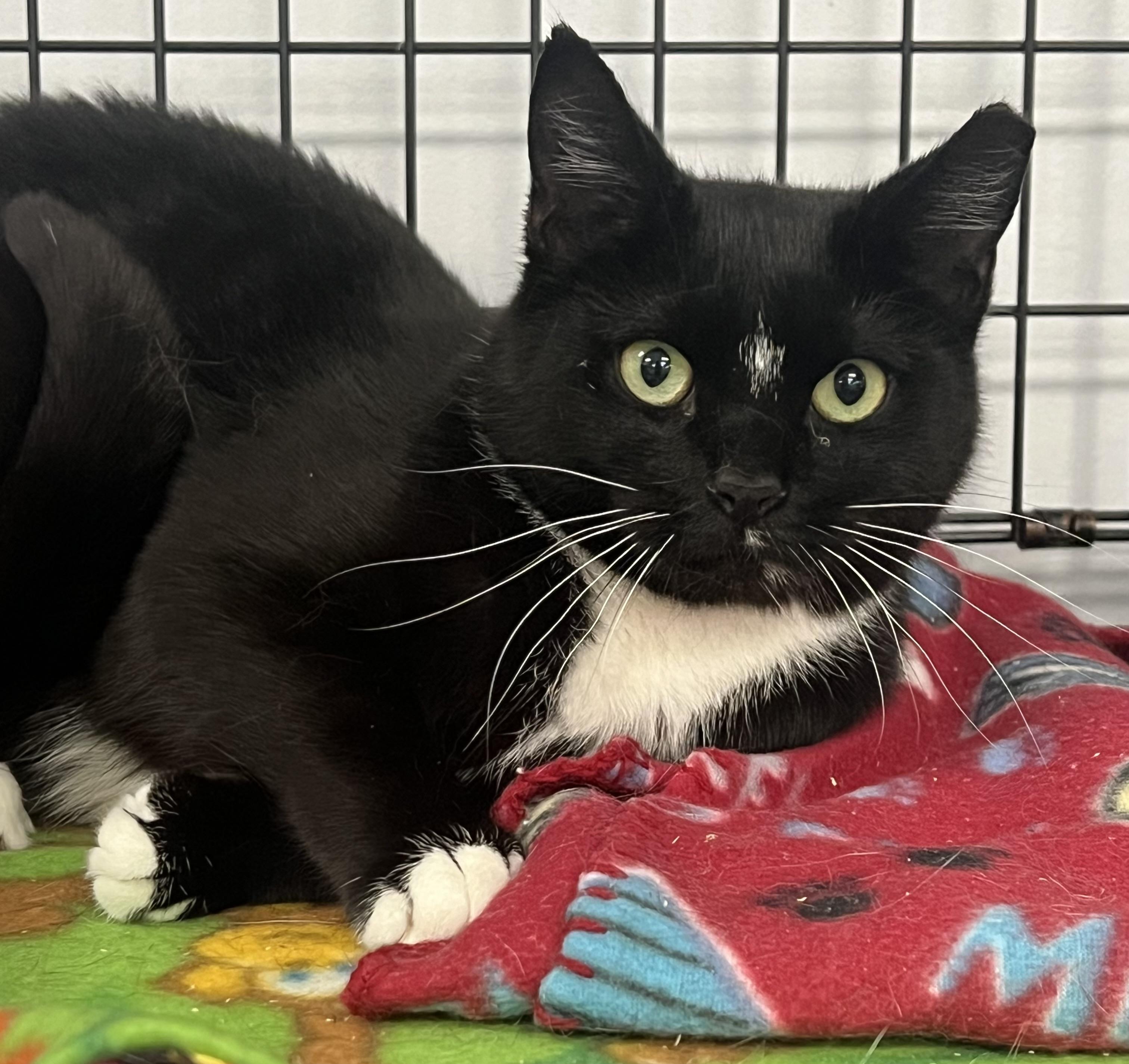 Enlarge Sylvia, a ADOPTABLE Domestic Short Hair in Johnston, RI image 5/6