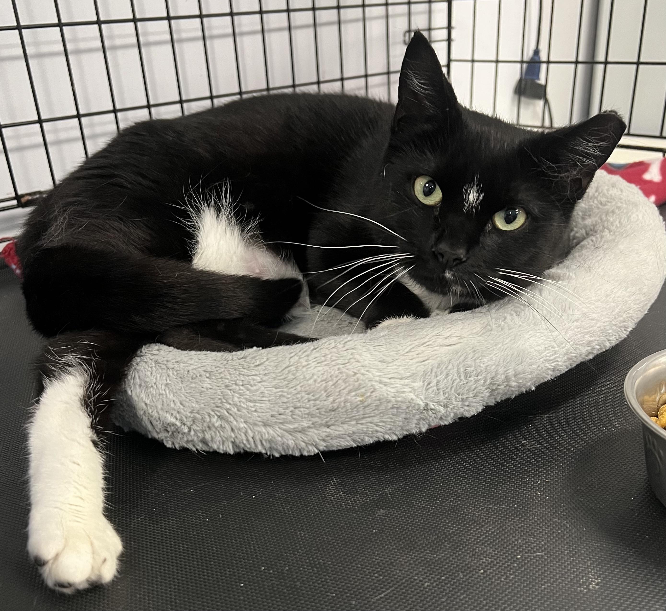 Enlarge Sylvia, a ADOPTABLE Domestic Short Hair in Johnston, RI image 3/6