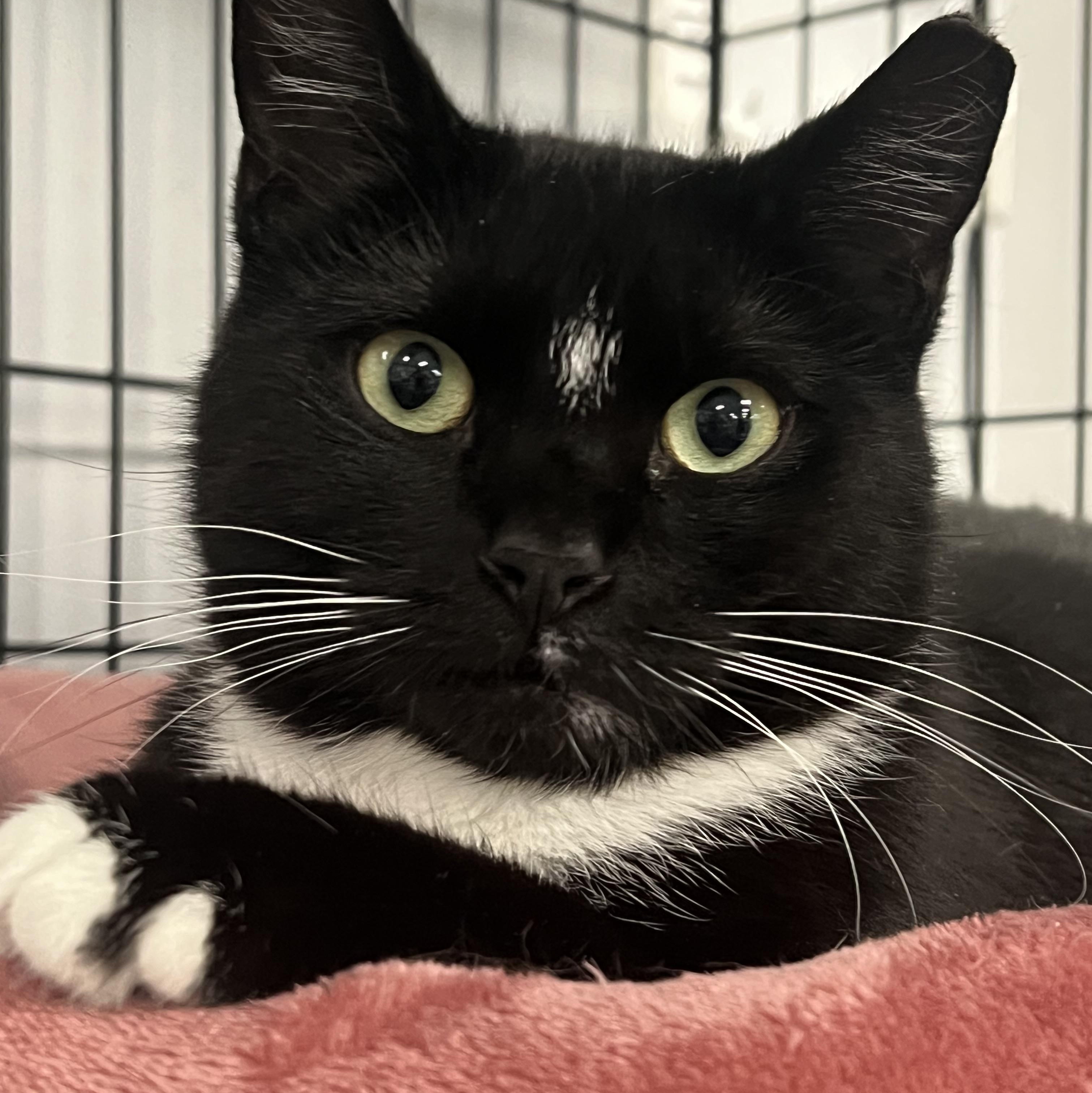 Enlarge Sylvia, a ADOPTABLE Domestic Short Hair in Johnston, RI image 1/6