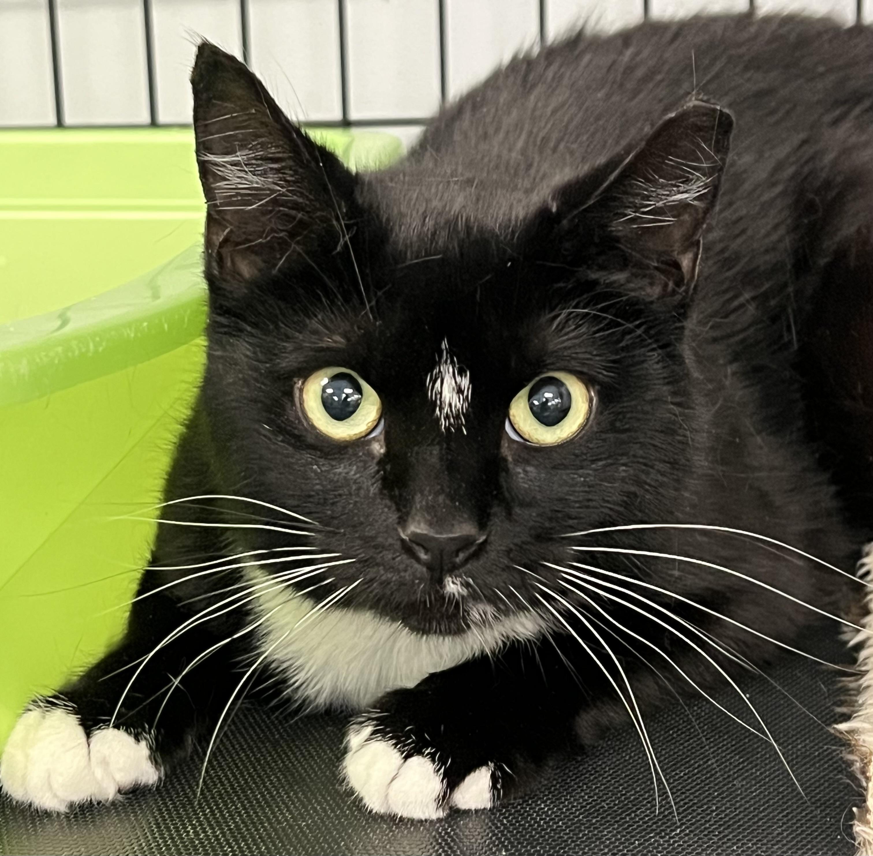 Enlarge Sylvia, a ADOPTABLE Domestic Short Hair in Johnston, RI image 6/6