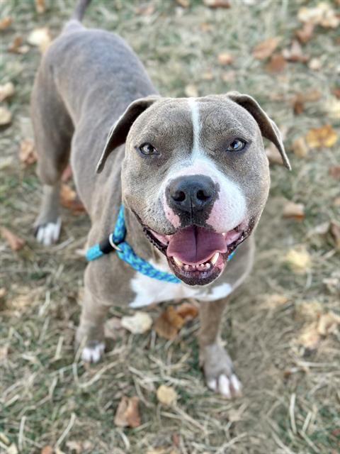 GIDGET, Adoptable, Adult Female Terrier & Mixed Breed.