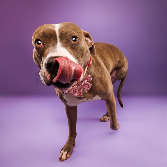Enlarge GIDGET, a Adoptable mixed breed in Olivette, MO image 1/1