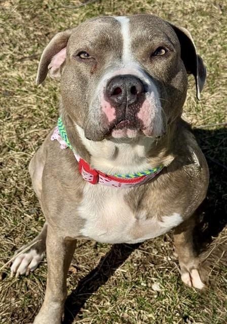 GIDGET, Adoptable, Adult Female Terrier & Mixed Breed.