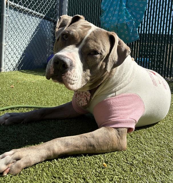 GIDGET, Adoptable, Adult Female Terrier & Mixed Breed.