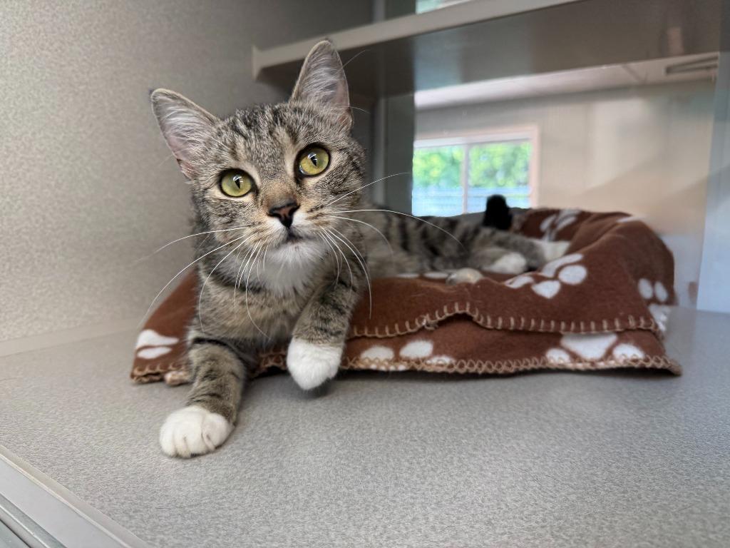 Turtle, Adoptable, Young Female Domestic Short Hair.