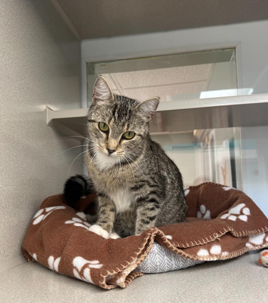 Turtle, a Adoptable mixed breed in Viroqua, WI image 2/3