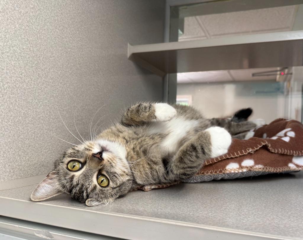 Turtle, a Adoptable mixed breed in Viroqua, WI image 3/3