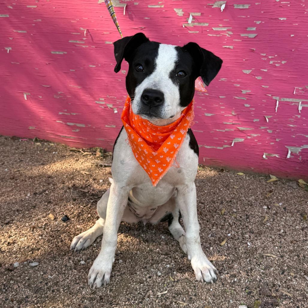 Marnie, Adoptable, Young Female Plott Hound & Boxer.