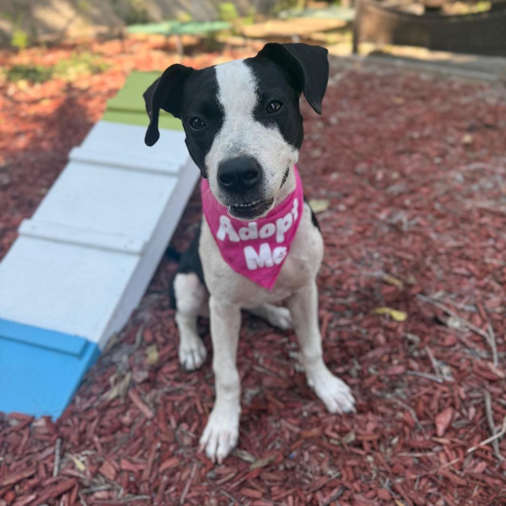 Enlarge Marnie, a Adoptable mixed breed in San Antonio, TX image 2/6