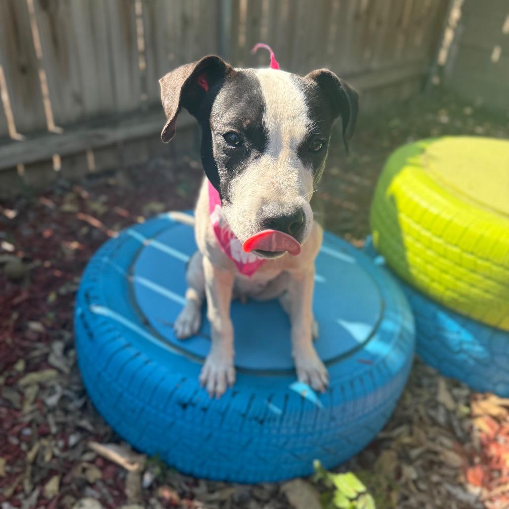 Enlarge Marnie, a Adoptable mixed breed in San Antonio, TX image 3/6