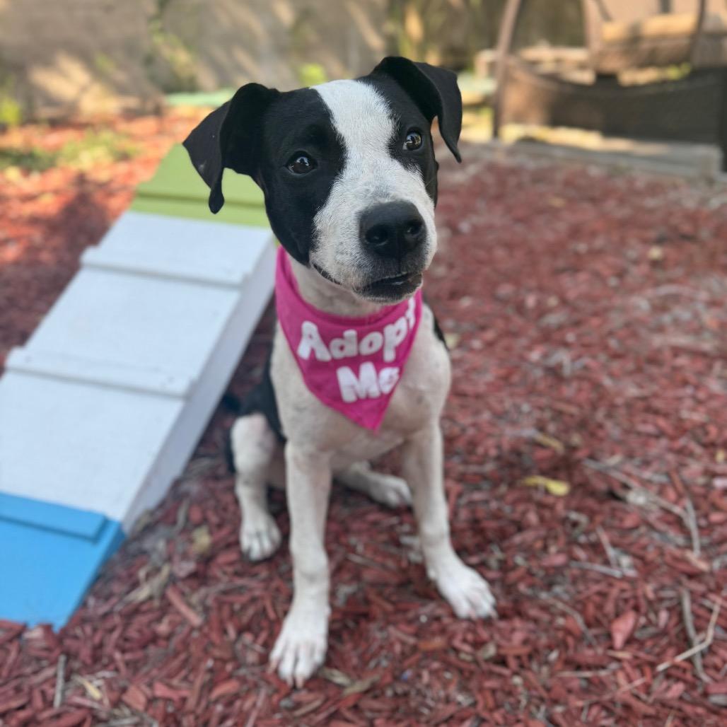 Enlarge Marnie, a Adoptable mixed breed in San Antonio, TX image 4/6