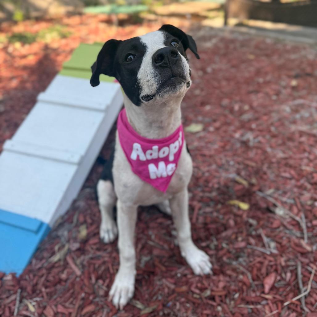 Enlarge Marnie, a Adoptable mixed breed in San Antonio, TX image 5/6