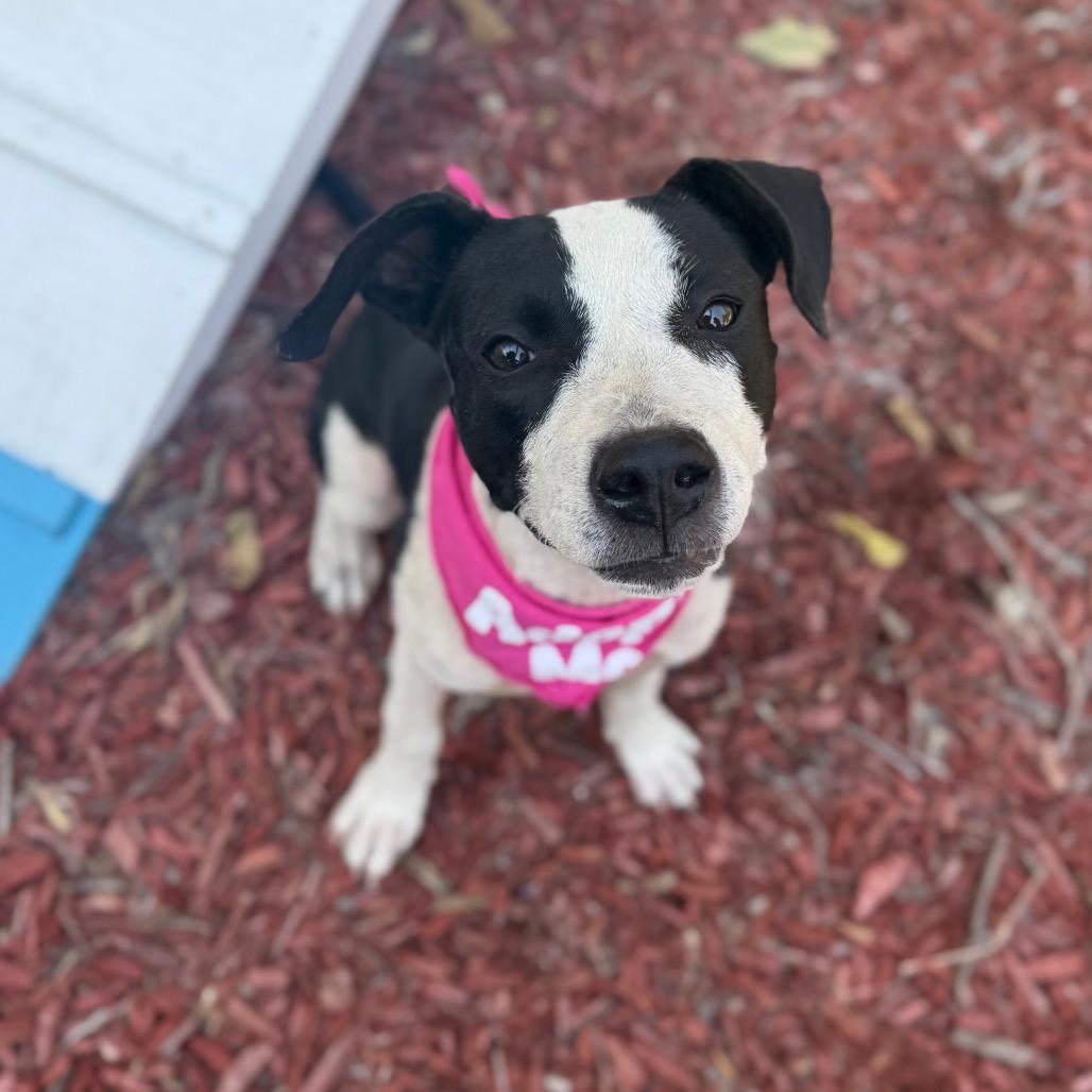 Enlarge Marnie, a Adoptable mixed breed in San Antonio, TX image 6/6