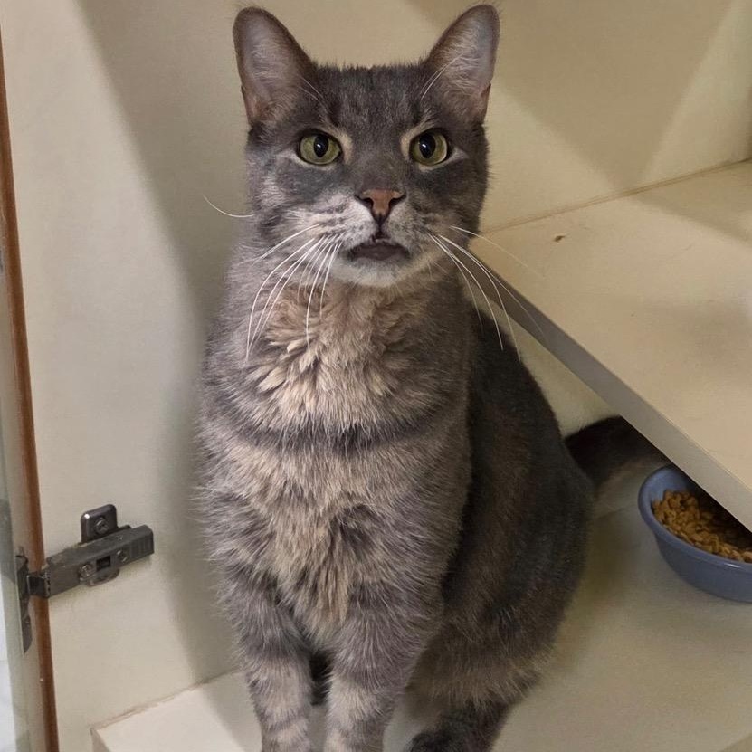 Enlarge Ansel, a Adoptable Domestic Short Hair in Prince Frederick, MD image 1/4