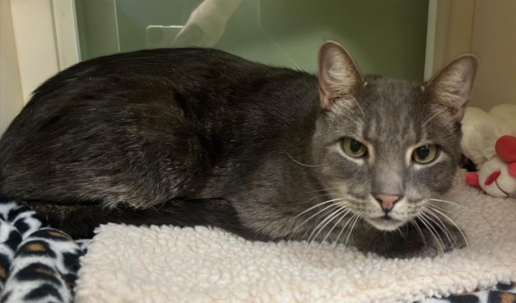 Ansel, a Adoptable Domestic Short Hair in Prince Frederick, MD image 2/2