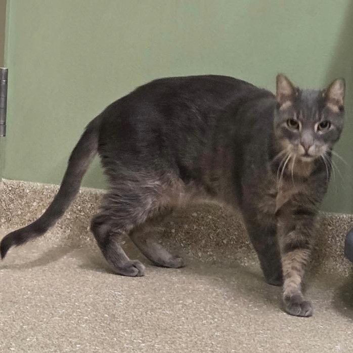 Enlarge Ansel, a Adoptable Domestic Short Hair in Prince Frederick, MD image 4/4