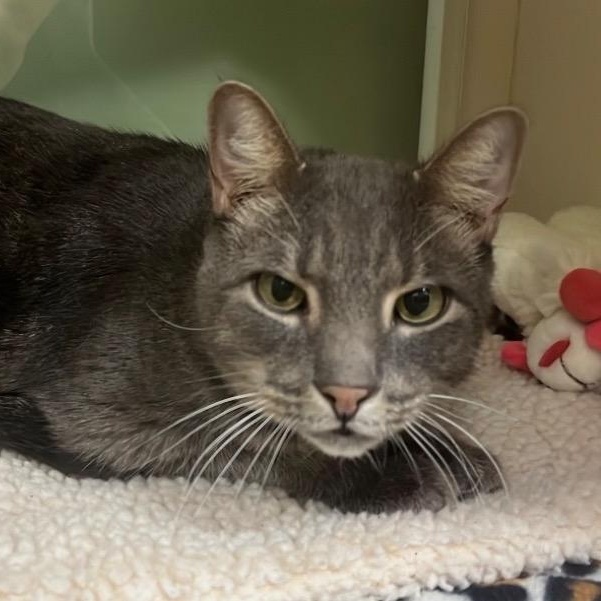 Ansel, a Adoptable Domestic Short Hair in Prince Frederick, MD image 1/2