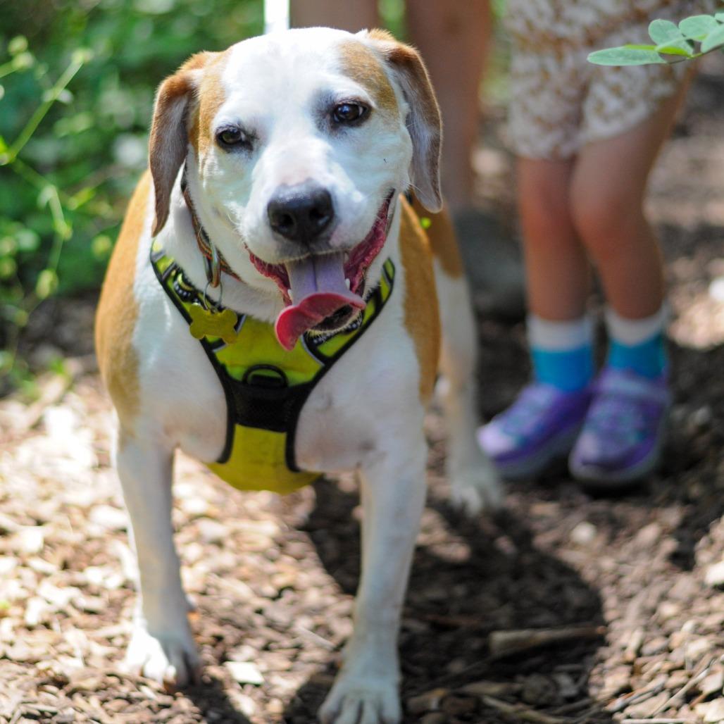 Enlarge Augie, a Adoptable Hound in Washington, DC image 1/6