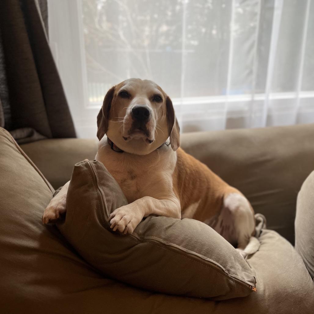 Enlarge Augie, a Adoptable Hound in Washington, DC image 2/6