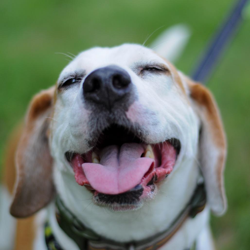 Enlarge Augie, a Adoptable Hound in Washington, DC image 3/6