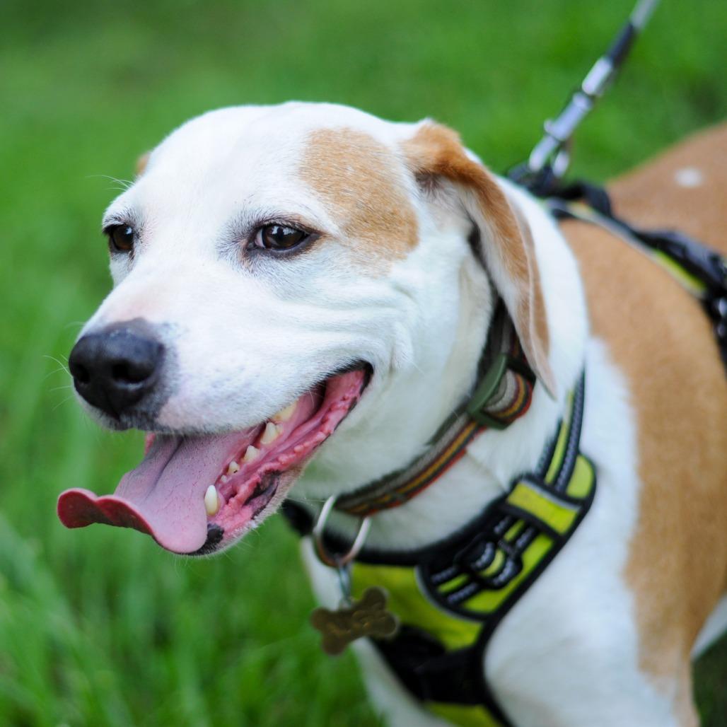 Enlarge Augie, a Adoptable Hound in Washington, DC image 4/6