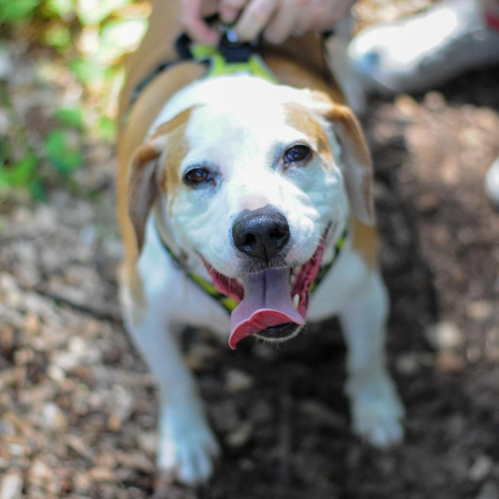 Enlarge Augie, a Adoptable Hound in Washington, DC image 5/6
