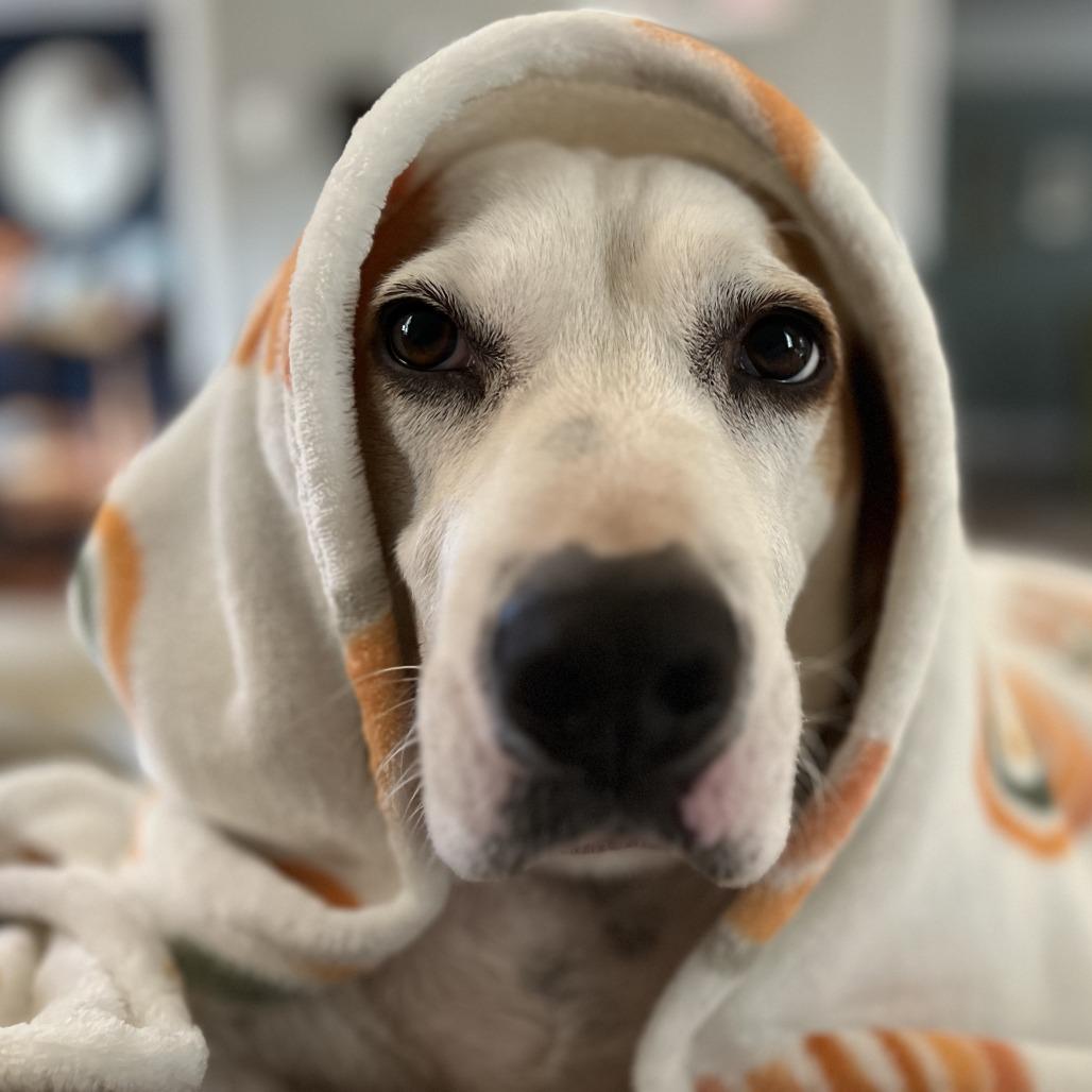 Enlarge Augie, a Adoptable Hound in Washington, DC image 6/6