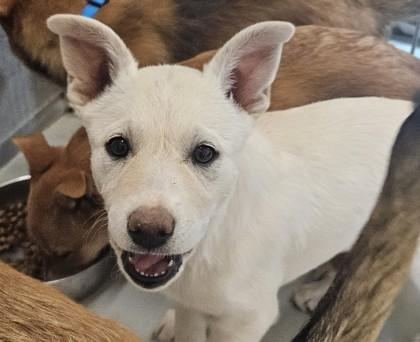 Enlarge Paloma, a Adoptable mixed breed in Edgewood, NM image 1/1