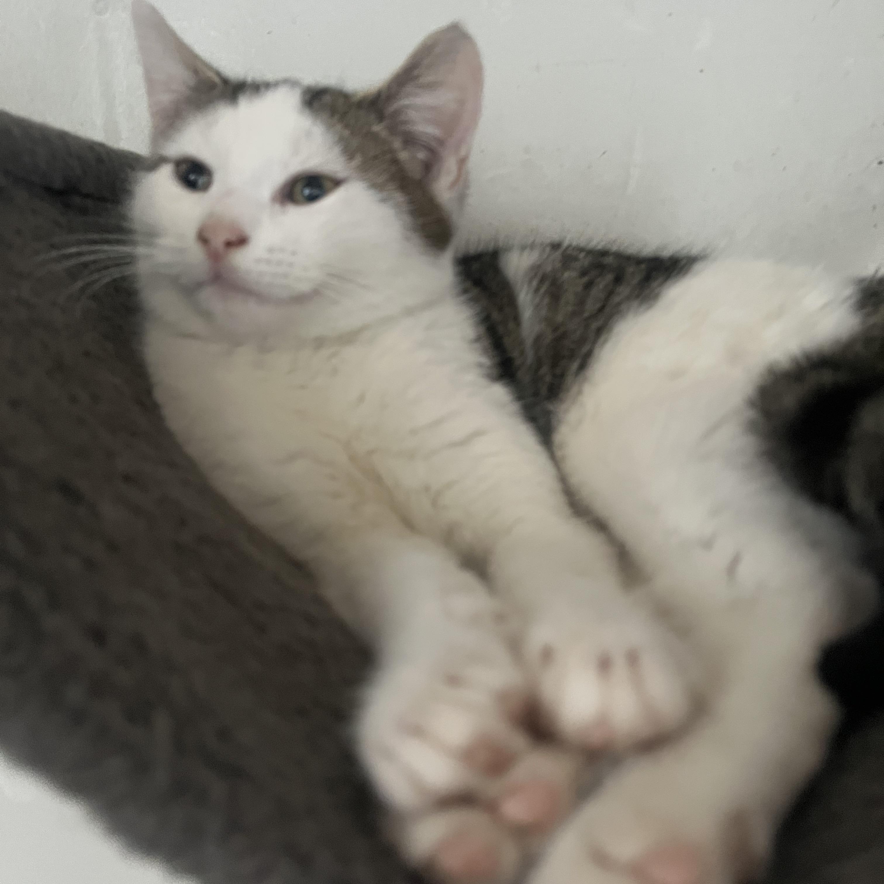 Enlarge Karma , a ADOPTABLE mixed breed in Newark valley, NY image 1/6