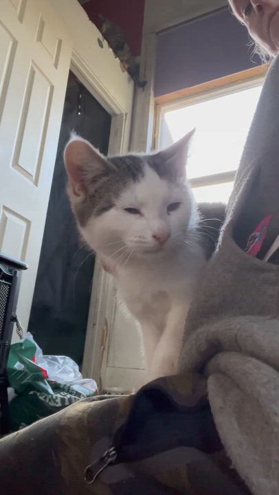 Enlarge Karma , a ADOPTABLE mixed breed in Newark valley, NY video 6/6