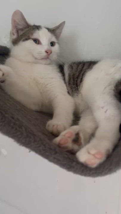 Enlarge Karma , a ADOPTABLE mixed breed in Newark valley, NY video 4/6