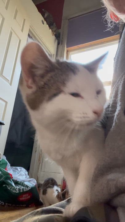 Enlarge Karma , a ADOPTABLE mixed breed in Newark valley, NY video 3/6