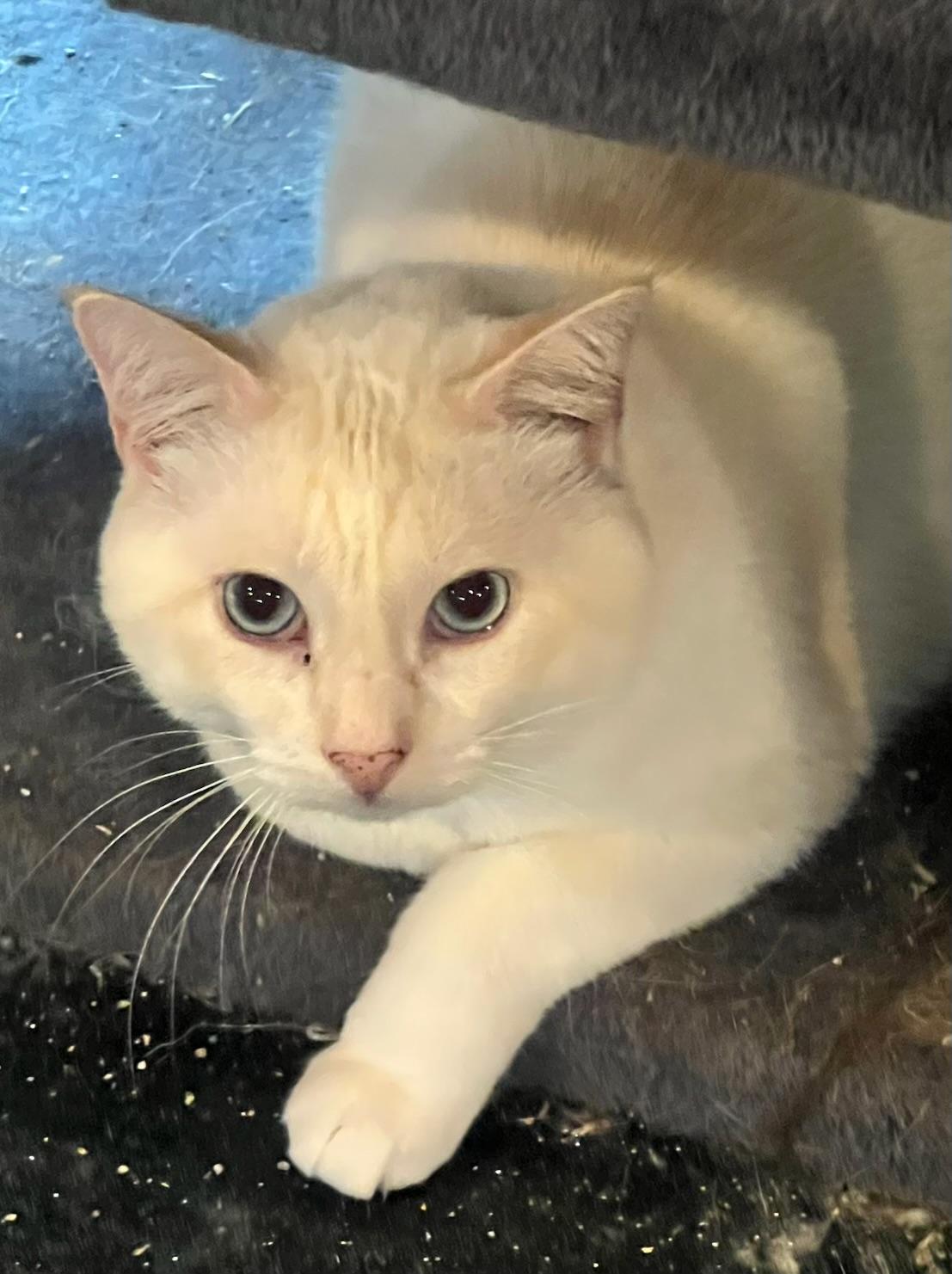 Goose, ADOPTABLE, Adult Male American Shorthair.
