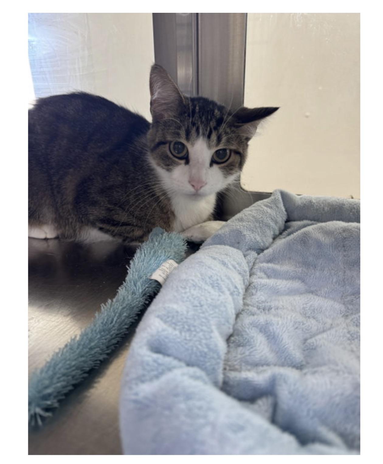 Enlarge Kip, a Adoptable Domestic Short Hair in Minneapolis, MN image 1/1
