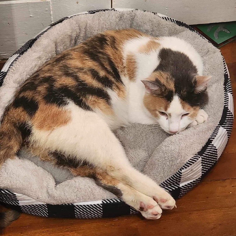 Enlarge Slinky, a Adoptable Dilute Calico in Manchester, CT image 6/9