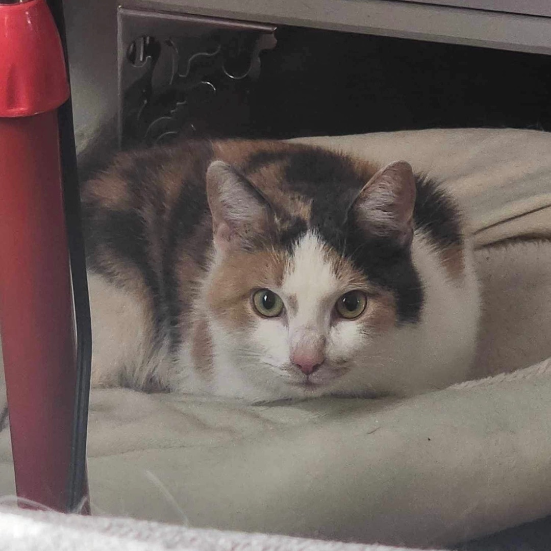 Enlarge Slinky, a Adoptable Dilute Calico in Manchester, CT image 7/9