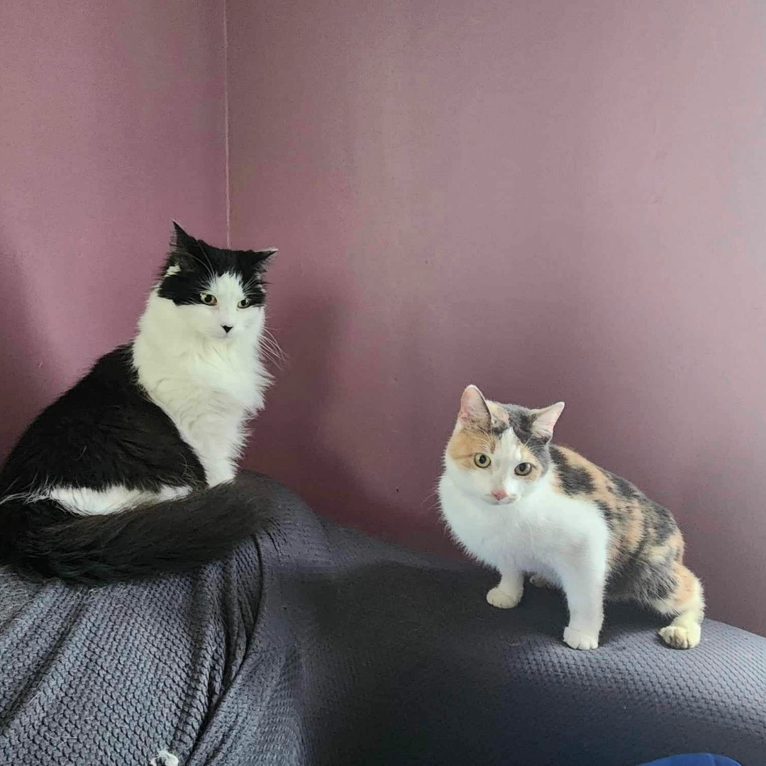 Enlarge Slinky, a Adoptable Dilute Calico in Manchester, CT image 8/9