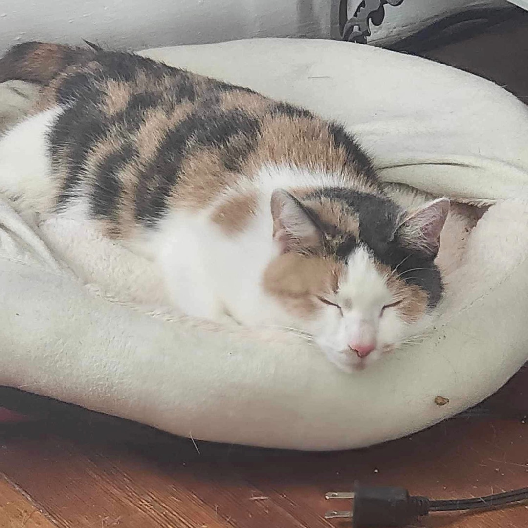 Enlarge Slinky, a Adoptable Dilute Calico in Manchester, CT image 1/9