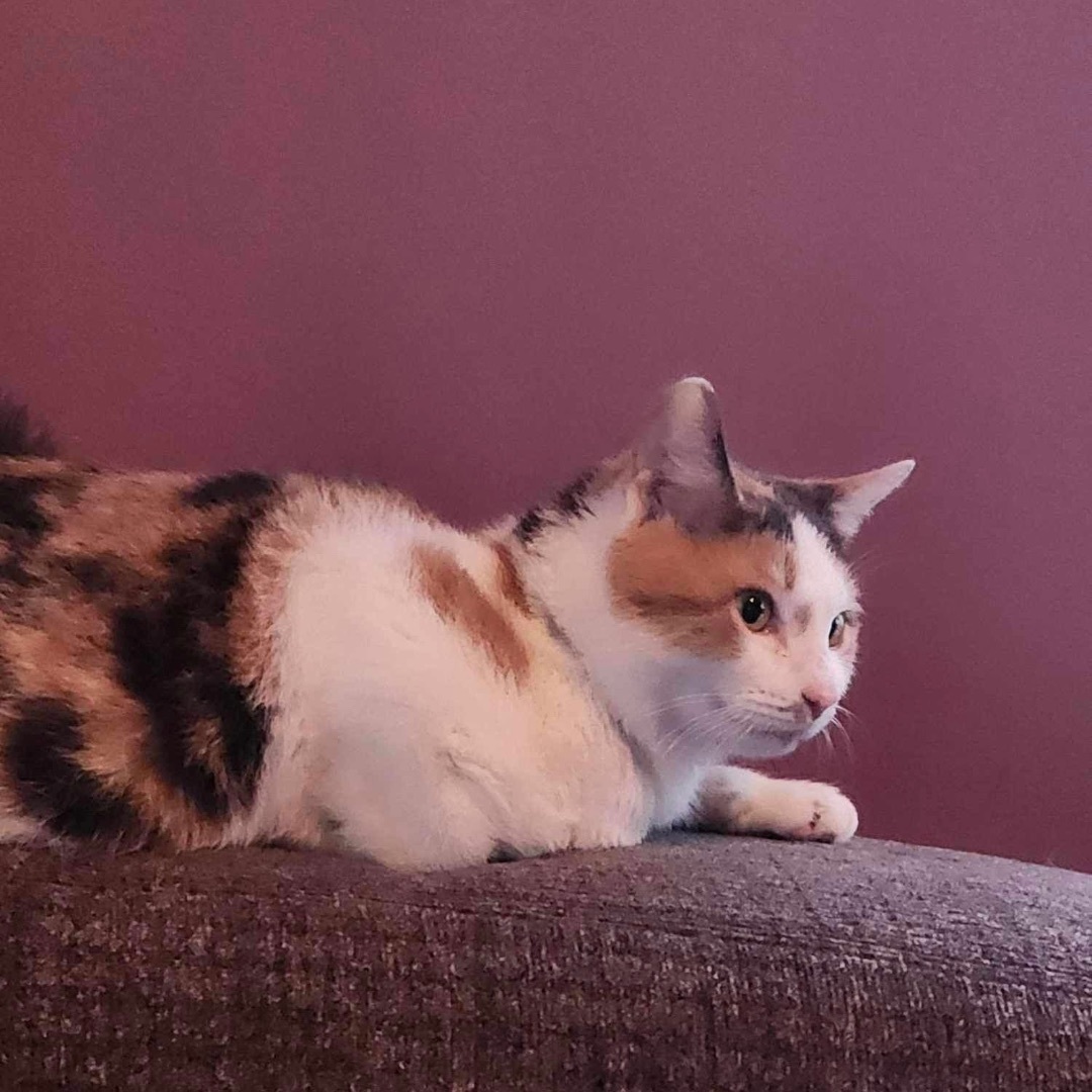 Enlarge Slinky, a Adoptable Dilute Calico in Manchester, CT image 9/9