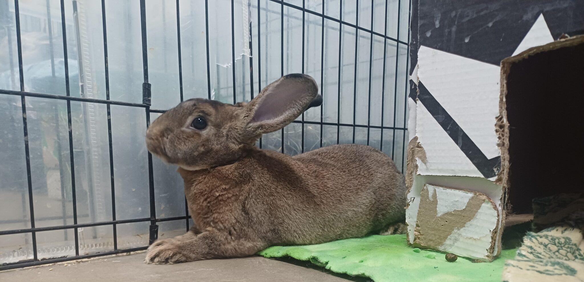 Meatloaf & Porkchop (PEN 4), ADOPTABLE, Young Male Bunny Rabbit.