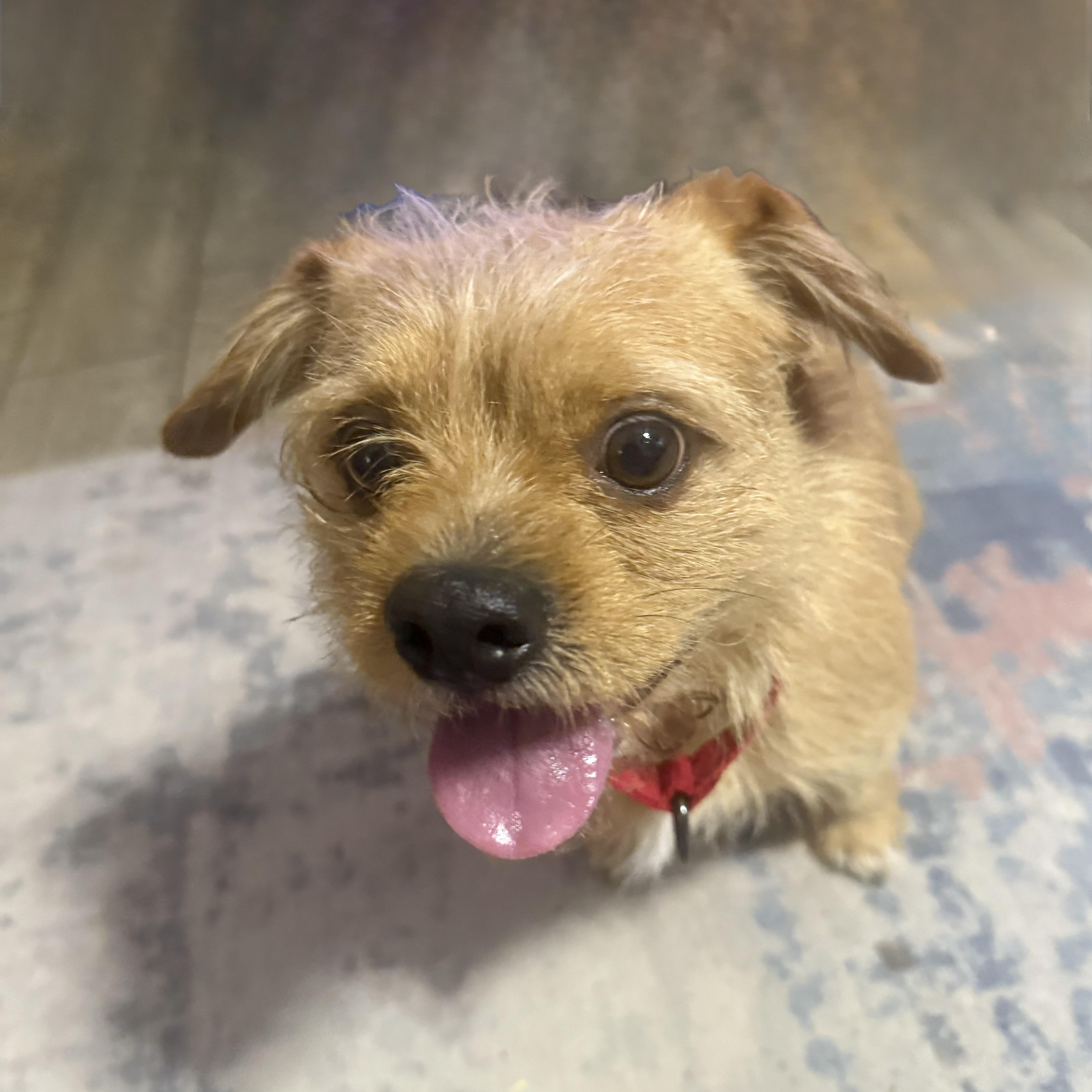 Juan, adoptable, Young Male Terrier.