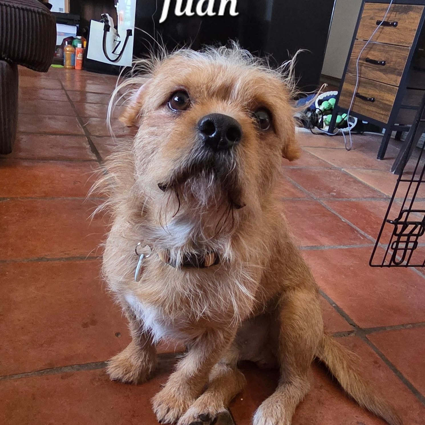 Juan, Adoptable, Young Male Terrier.