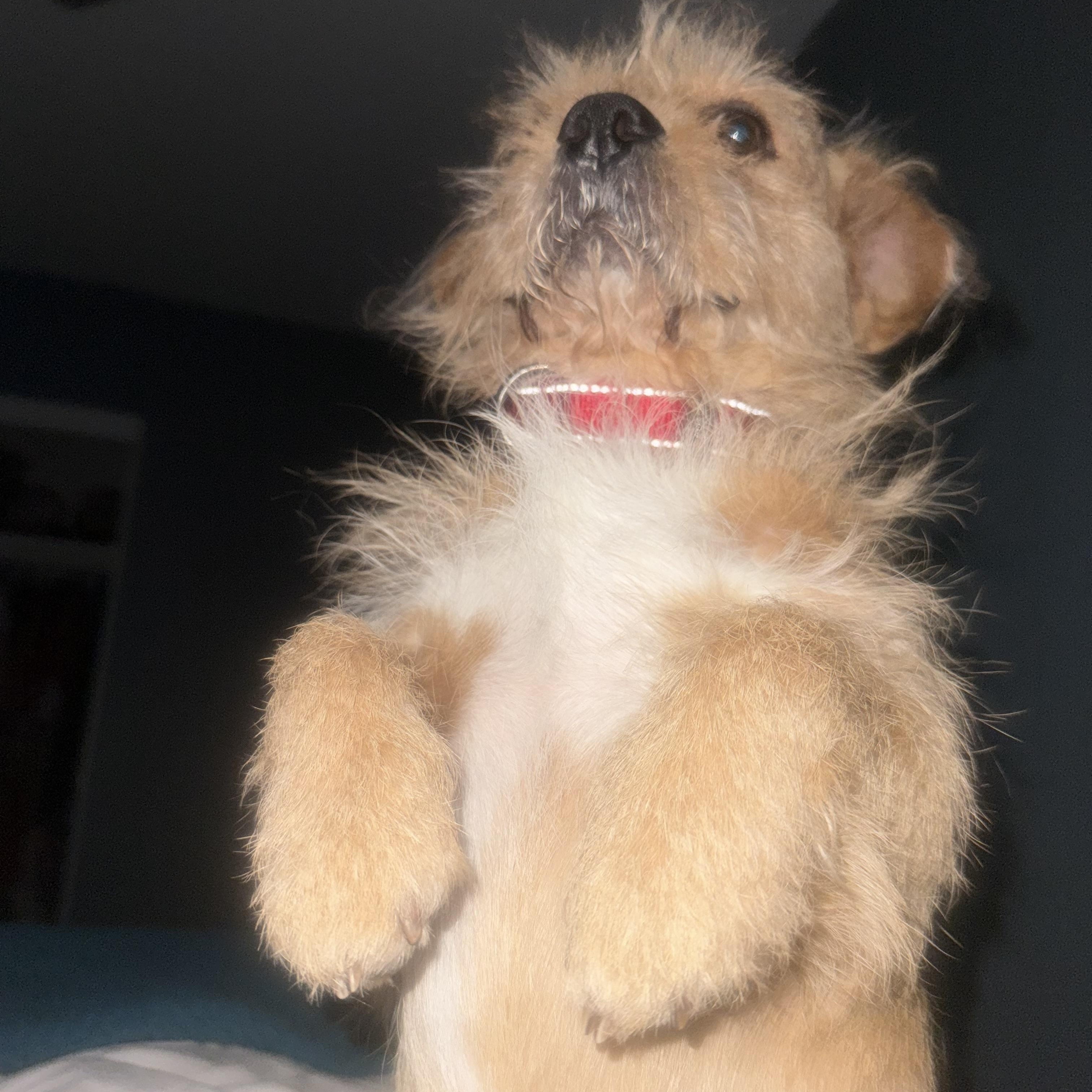 Enlarge Juan, a Adoptable mixed breed in Phoenix, AZ image 4/4