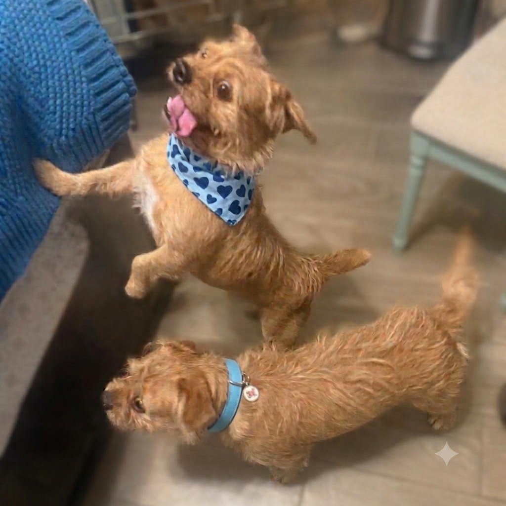 Enlarge Juan, an adoptable mixed breed in Phoenix, AZ image 5/6