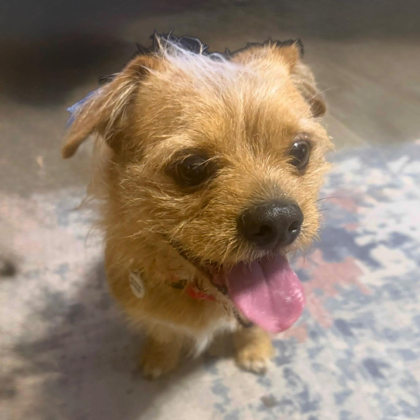 Enlarge Juan, an adoptable mixed breed in Phoenix, AZ image 6/6