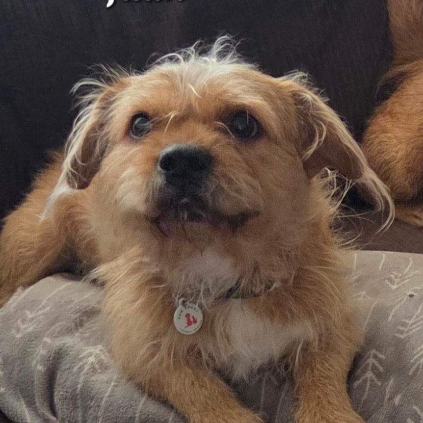 Juan, Adoptable, Young Male Terrier.