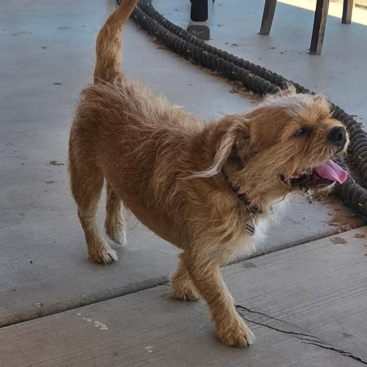 Enlarge Juan, a Adoptable mixed breed in Phoenix, AZ image 2/2