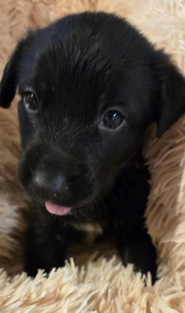 Dicaire / Jazz, Adoptable, Puppy Female Labrador Retriever & Mixed Breed.