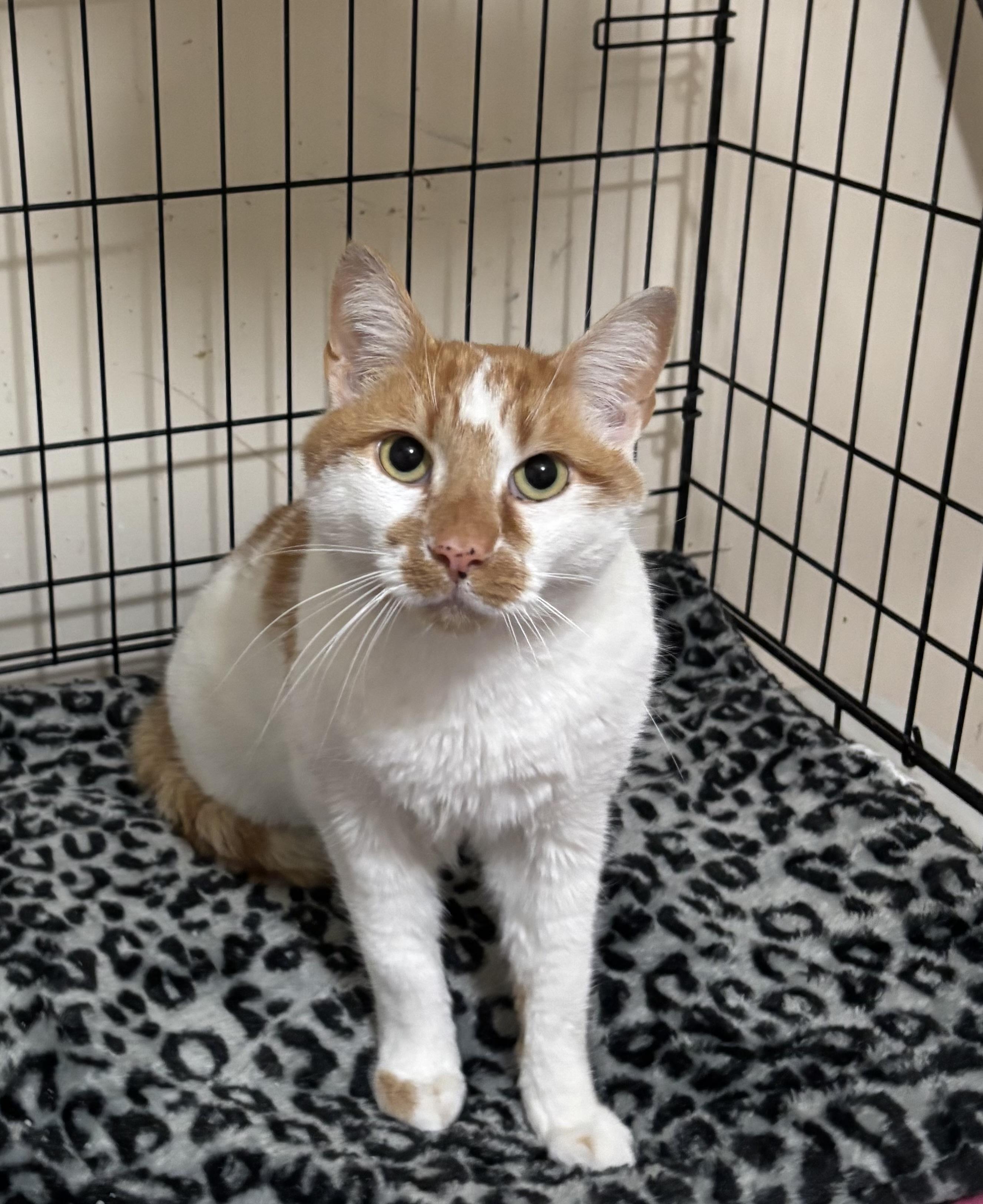 Enlarge Charlie , a ADOPTABLE Domestic Short Hair in Bensalem, PA image 1/3